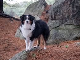 Maybe you would like to learn more about one of these? Mini Australian Shepherd Im Rasseportrait Zooroyal Magazin