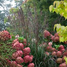 Image result for Andropogon lima