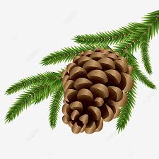 Seeking for free tree branch png images? Christmas Tree Branch With Pine Cone Transparent Background Pine Tree Pine Tree Branch Christmas Tree Branch Png Transparent Clipart Image And Psd File For Free Download