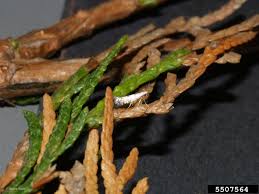 Image result for argyresthia thuiella thuja symptoms