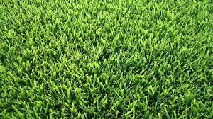 7 Common Grasses That Thrive In Greensboro Nc
