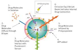 Image result for P-Glycoprotein