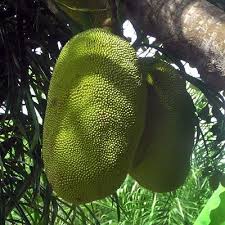 Image result for Artocarpus heterophyllus