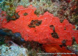 Image result for Crambe