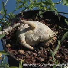 Image result for Kedrostis