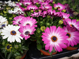 Maybe you would like to learn more about one of these? Growing Osteospermum How To Care For African Daisies