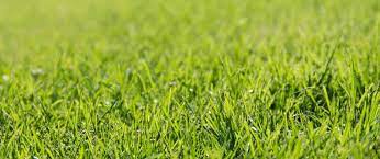 10 Surprising Facts About Grass Surprising Facts Grass Seed 10 Interesting Facts