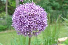 Zierlauch / Kugellauch (Allium) Pflege: Pflanzen, Düngen & Schnitt