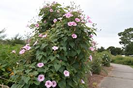 Image result for Ipomoea carnea
