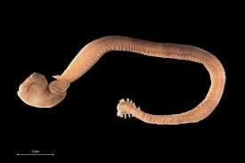 Horsehair yarn and woven fabric: Gordian Worms The Australian Museum