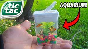 This would be a fun science project for kids. Tic Tac Box Fish Aquarium Diy Youtube