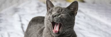 Image result for Yawning