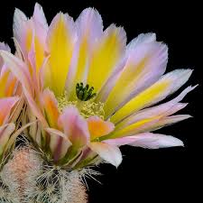 Arizona barrel cactus in snow image by richard paul from fotolia.com. Texas Rainbow Hedgehog Cactus High Country Gardens
