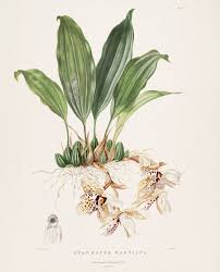 Female biology artist who can draw plants but not animals. Famous Botanical Artists Botanical Art Artists