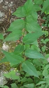 Image result for Vincetoxicum cernuum