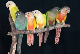 Green Bird With Red Cheeks Green Cheeked Conure Mutations Pet Birds Conure Bird Conure Parrots