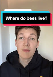 Exploring Where Bees Live and Thrive