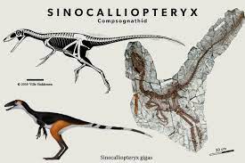 Gut Contents 4 Chinese Compsognathid Sinocalliopteryx Had Bones Of Early Birds Litter Inside Of The Rib Cage How They Caught Em Is Unclear Like Cats F Dinosaure