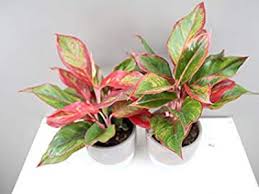 Anda harus mengambil tabungan sebesar rp 8.000.000. 7 Tumbuhan Paling Mahal Di Dunia Beserta Gambarnya