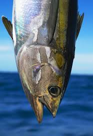 Yellowfin Tuna Photography Nautical Fish Fishing Ocean How To Catch Kingfish From A K Tuna Fishing Yellowfin Tuna Fish
