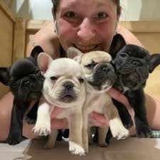 25 cute French Bulldog puppies for sale in Cedar Rapids, Iowa