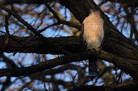 Enjoy our outdoor patio where you may smoke cigarettes or cigars. Hawk Sightings Soar In Chicago And They Re Coming After The Birds At Your Feeder Chicago Tribune
