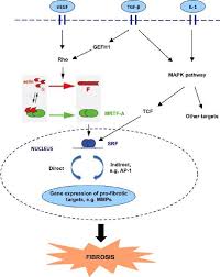 Looking for online definition of srf or what srf stands for? Figure The Mrtf A Srf Transcription Pathway And Its Upstream And Download Scientific Diagram