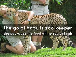 Watch full episodes, specials and documentaries with national geographic tv channel online. A Cell Is Like A Zoo By Houzeaur