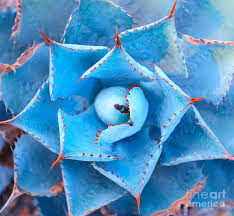 Maybe you would like to learn more about one of these? Sharp Pointed Agave Plant Leaves Photograph By Asharkyu