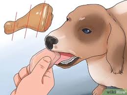 Kopek Ishali Nasil Tedavi Edilir 14 Adim Resimlerle Wikihow