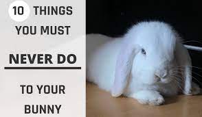 The white salt blocks are $6.00 and the mineral blocks are $7.00 so it cost me about $160.00 total and we have been having plenty of rabbits so i think it is worth the cost. 10 Things You Must Never Do To Your Bunny Not So Secret Me