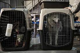 If your pet doesn't fit in a carrier in the seat in front of you, you can ship your pet with our special shipping service delta cargo. Pcs And Your Pet Military Com