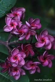 Pirom Purple Rare And Spectacular Plumeria Flowers Flower Pot Design Shade Flowers