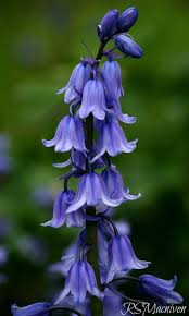 Fairy Bells Blue Bell Flowers Beautiful Flowers Flowers Nature