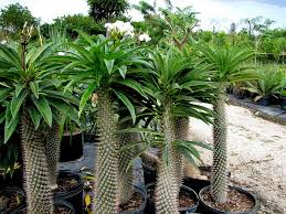 Cactus houseplants elicit many feelings from fear to fascination. Pachypodium Lamerei Madagascar Palm World Of Succulents