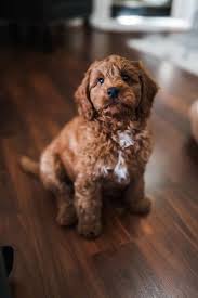 We did not find results for: Petite Goldendoodles
