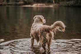 Speaking of the dog's bed. How To Prevent Wet Dog Smell Boutiques D Animaux Chico