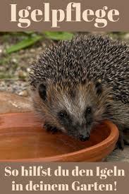 Die Igel Haben Es Aufgrund Von Nahrungs Und Wohnraumknappheit Nicht Immer Leicht In Unseren Garten Mit Diesen 6 Tipps Igel Im Garten Igel Diy Gartenprojekte