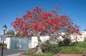 Image result for Erythrina lysistemon