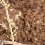 Image result for Dysphania schraderiana