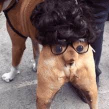 We did not find results for: Funny Dog Gifs Get The Best Gif On Giphy