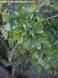 Image result for Gymnosporia glaucophylla