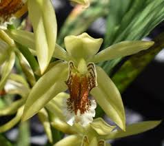 Image result for Coelachne africana
