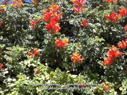 Image result for Tecomaria