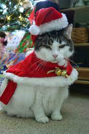 You Look Stunning Christmas Cats Christmas Animals Christmas Kitten