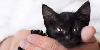 You might be surprised to find the perfect mystical name for your cat this makes them the perfect inspiration for a mystical name. 60 Black Cat Names Good Names For Male And Female Black Cats