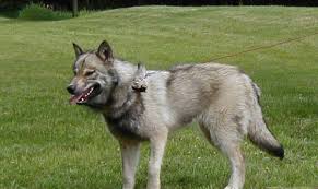 wolf dog hybrids international wolf center