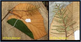 Image result for Ampelocissus abyssinica