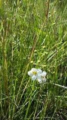 Image result for Sopubia mannii