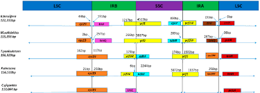 This movement is on intracellular tracks called microfilaments, composed of actin proteins. Pdf Complete Chloroplast Genome Of Rhipsalis Baccifera The Only Cactus With Natural Distribution In The Old World Genome Rearrangement Intron Gain And Loss And Implications For Phylogenetic Studies Semantic Scholar